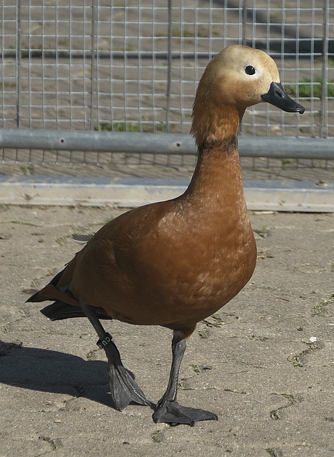 球界能够更