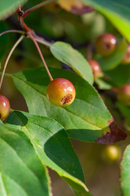 风范