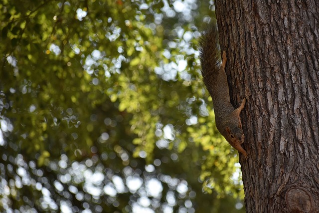 德为首的后 德为首的后